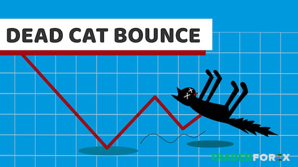 Ý nghĩa quan trọng của Dead Cat Bounce